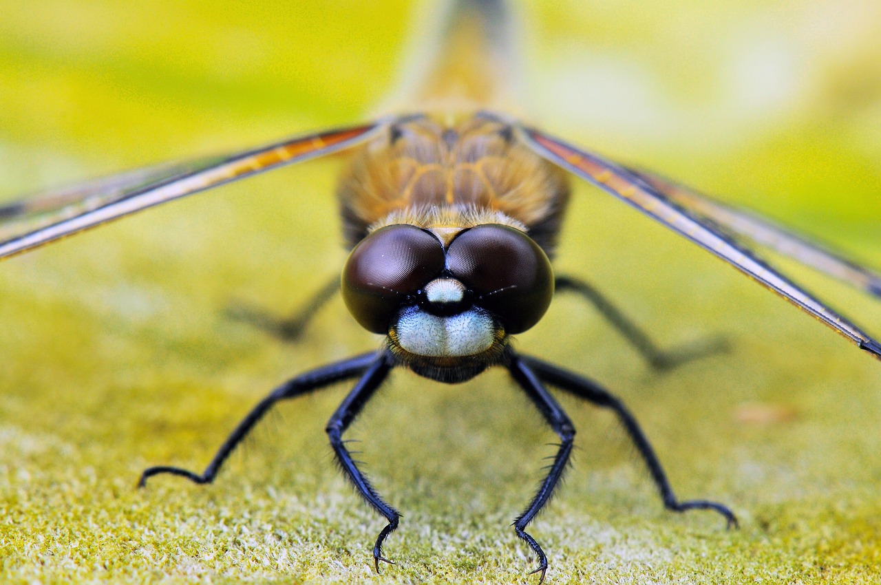 Manchas solares e manchas de envelhecimento em mãos expostas ao sol
